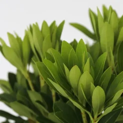 Planten-Plant in a Box Rotsheide - Set van 4 - Pieris 'Forest Flame' - Hoogte 25-40cm - ⌀17cm