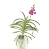 Plant in a Box Roze Orchidee L - Vanda 'Pink' - Hoogte 55-65cm