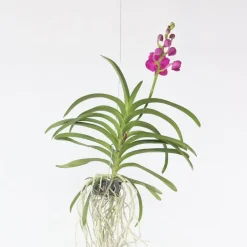 Plant in a Box Roze Orchidee L - Vanda 'Pink' - Hoogte 55-65cm