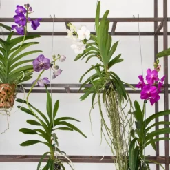 Plant in a Box Roze Orchidee L - Vanda 'Pink' - Hoogte 55-65cm