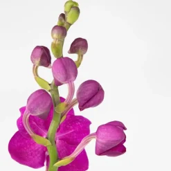 Plant in a Box Roze Orchidee L - Vanda 'Pink' - Hoogte 55-65cm