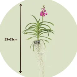 Plant in a Box Roze Orchidee L - Vanda 'Pink' - Hoogte 55-65cm