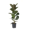 Plant in a Box Rubberplant - Ficus Elastica 'Robusta' - Hoogte 75-100cm - ⌀24cm