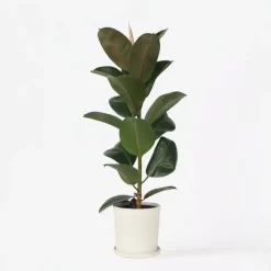 Plant in a Box Rubberplant - Ficus Elastica 'Robusta' - Hoogte 75-100cm - ⌀24cm