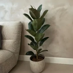 Plant in a Box Rubberplant - Ficus Elastica 'Robusta' - Hoogte 75-100cm - ⌀24cm