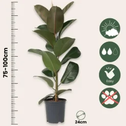 Plant in a Box Rubberplant - Ficus Elastica 'Robusta' - Hoogte 75-100cm - ⌀24cm