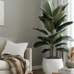 Plant in a Box Rubberplant - Ficus Elastica 'Robusta' - Hoogte 75-100cm - ⌀24cm
