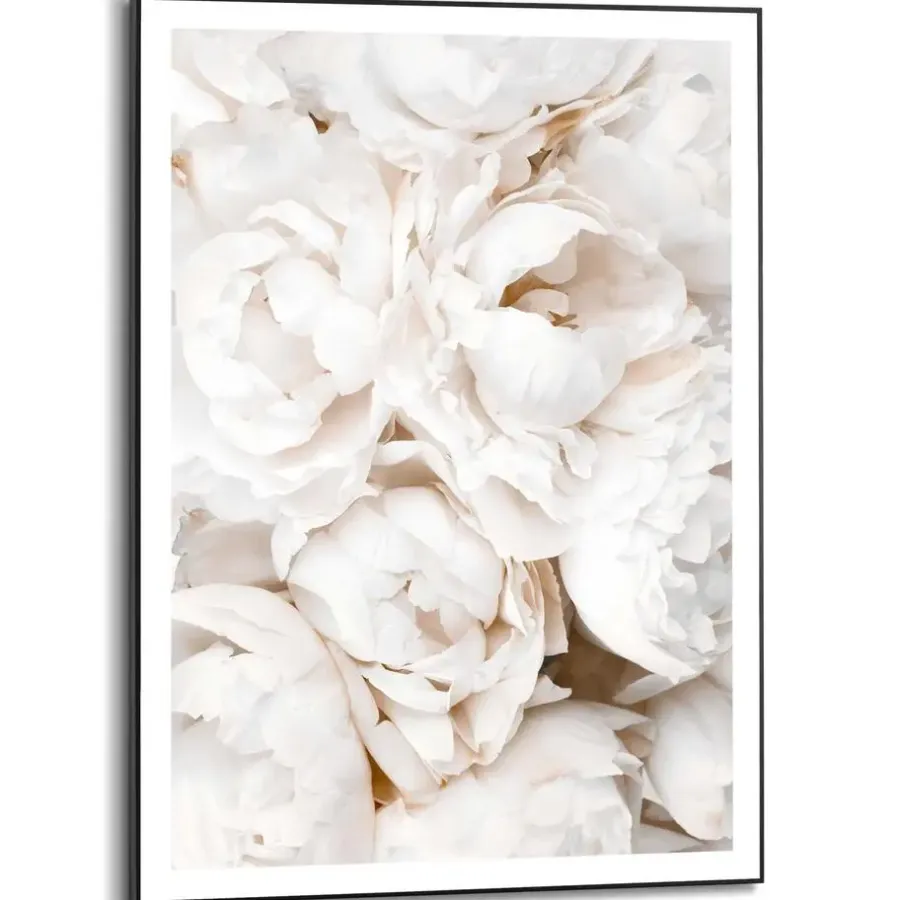 Schilderijen-Reinders Schilderij Witte rozen - 70 x 50cm - Wit