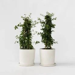 Planten|Tuinplanten-Plant in a Box Sering - Set van 2 - Ceanothus Repens - Hoogte 60-70cm - ⌀17cm