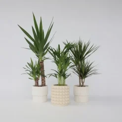 Kamerplanten-Plant in a Box Set grote kamerpalmen - Set van 3 - Indoor Palmmix XL - Hoogte 70-90cm - ⌀17cm