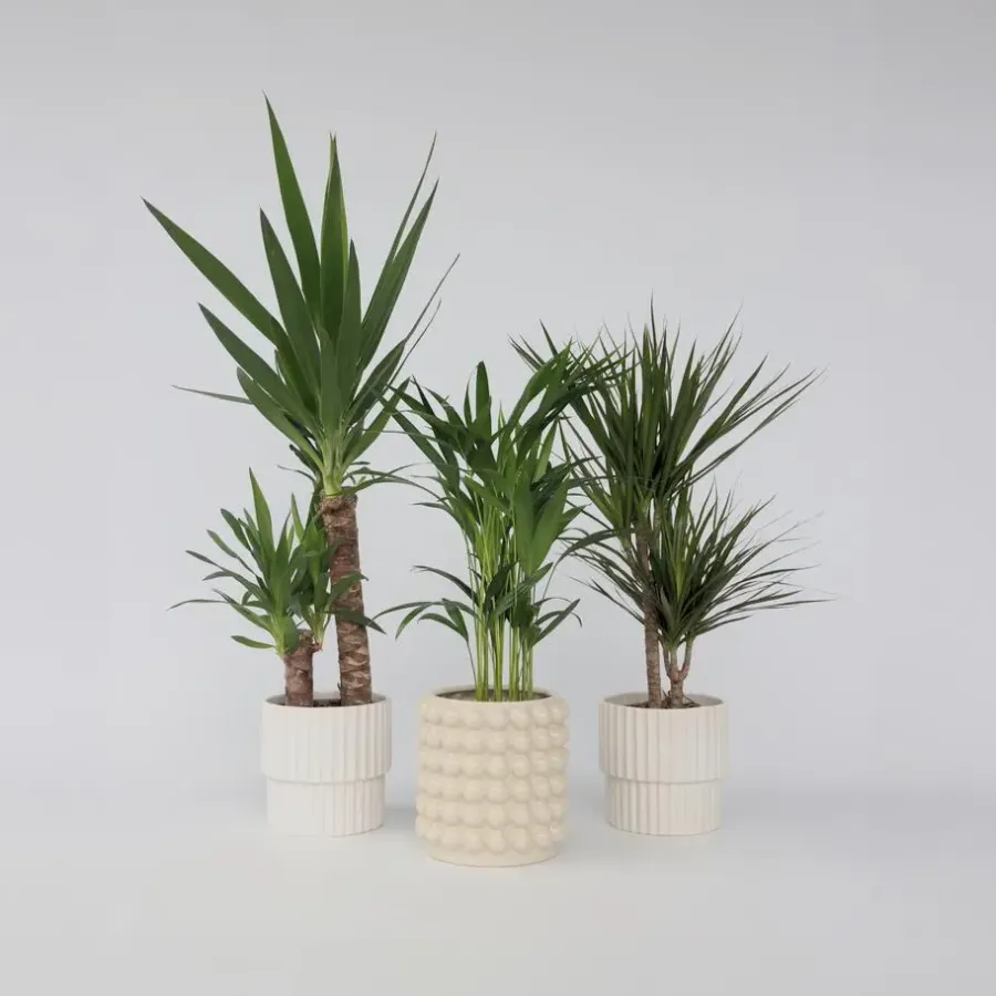 Kamerplanten-Plant in a Box Set grote kamerpalmen - Set van 3 - Indoor Palmmix XL - Hoogte 70-90cm - ⌀17cm