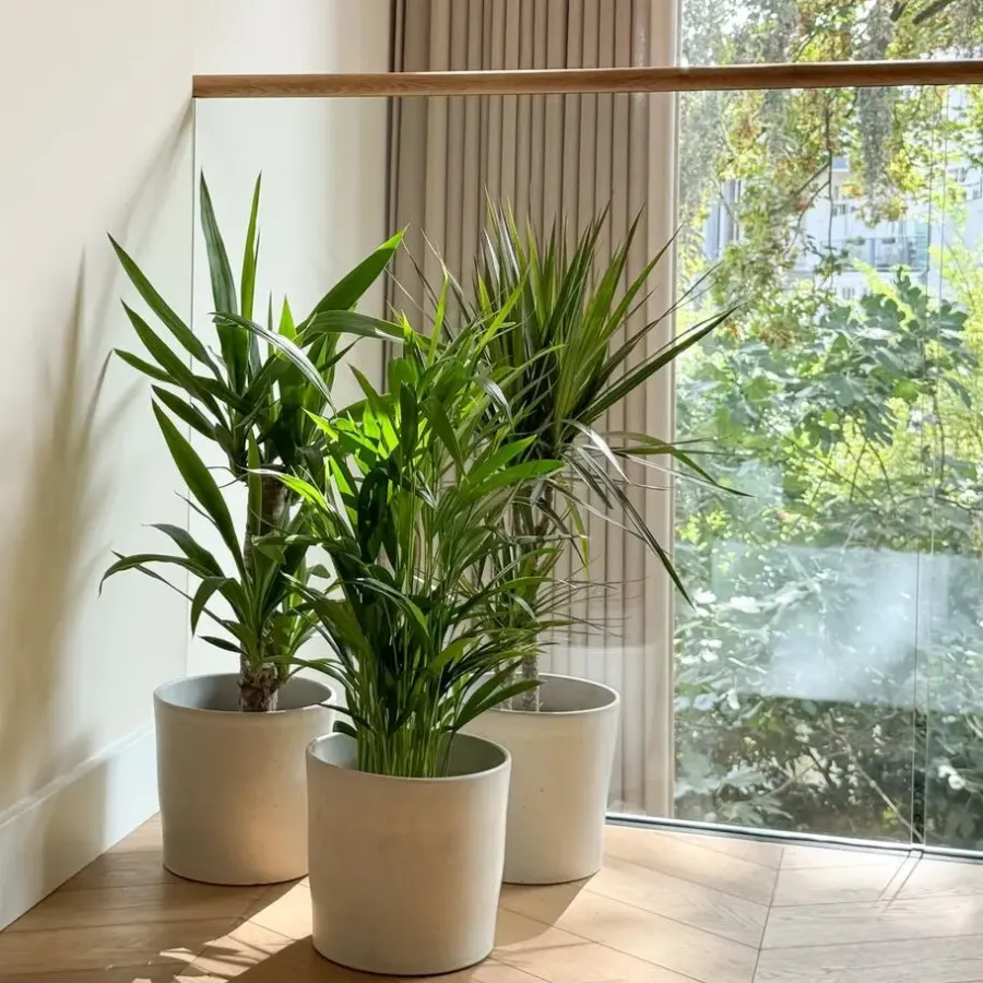 Kamerplanten-Plant in a Box Set grote kamerpalmen - Set van 3 - Indoor Palmmix XL - Hoogte 70-90cm - ⌀17cm