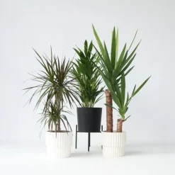 Kamerplanten-Plant in a Box Set grote kamerpalmen - Set van 3 - Indoor Palmmix XL - Hoogte 70-90cm - ⌀17cm