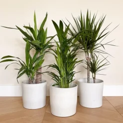 Kamerplanten-Plant in a Box Set grote kamerpalmen - Set van 3 - Indoor Palmmix XL - Hoogte 70-90cm - ⌀17cm
