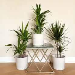 Kamerplanten-Plant in a Box Set grote kamerpalmen - Set van 3 - Indoor Palmmix XL - Hoogte 70-90cm - ⌀17cm