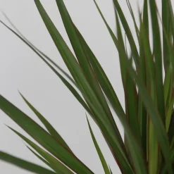 Kamerplanten-Plant in a Box Set grote kamerpalmen - Set van 3 - Indoor Palmmix XL - Hoogte 70-90cm - ⌀17cm