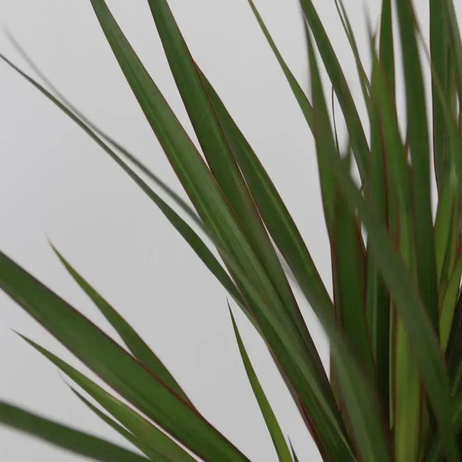 Kamerplanten-Plant in a Box Set grote kamerpalmen - Set van 3 - Indoor Palmmix XL - Hoogte 70-90cm - ⌀17cm