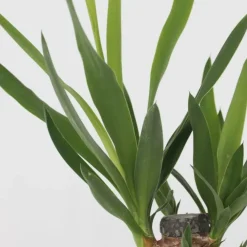 Kamerplanten-Plant in a Box Set grote kamerpalmen - Set van 3 - Indoor Palmmix XL - Hoogte 70-90cm - ⌀17cm