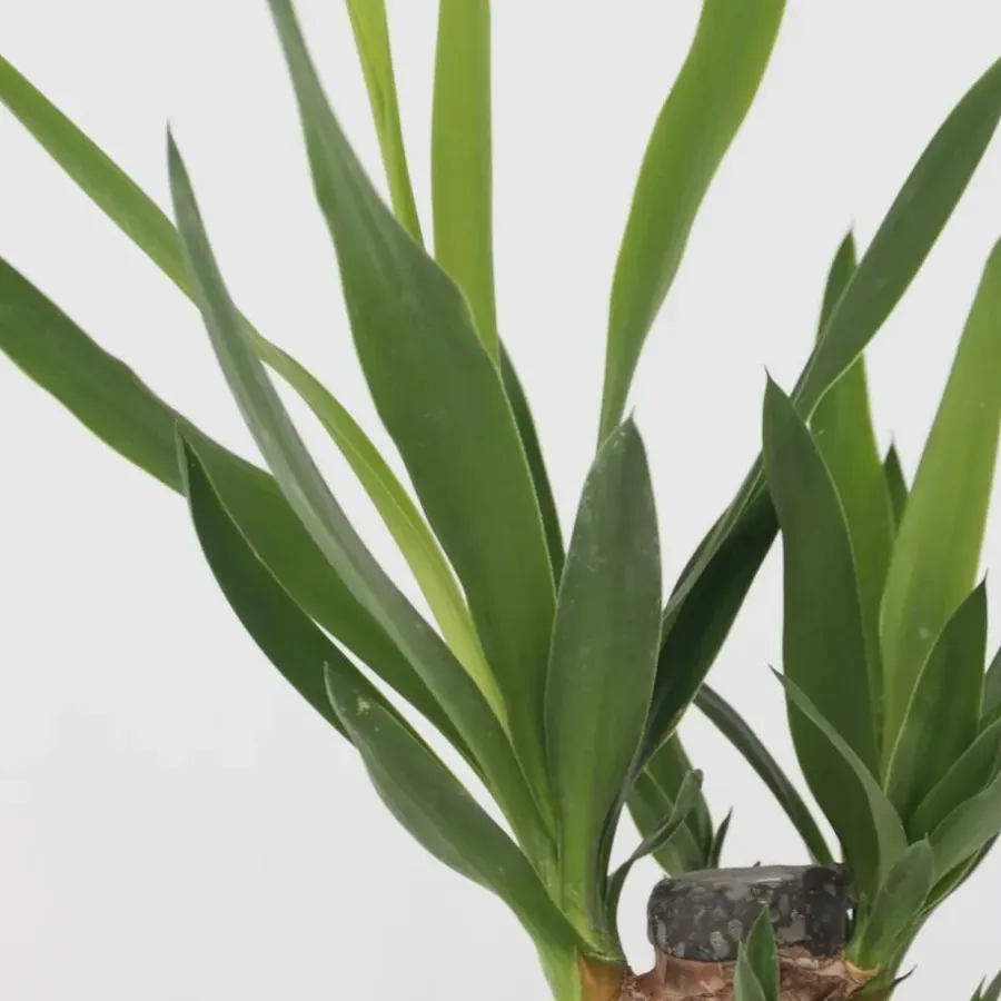 Kamerplanten-Plant in a Box Set grote kamerpalmen - Set van 3 - Indoor Palmmix XL - Hoogte 70-90cm - ⌀17cm