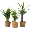 Plant in a Box Set van 3 mini kamerpalmen incl. mandjes - Hoogte 25-40cm - ⌀12cm