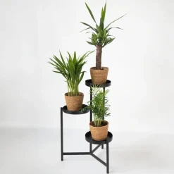 Plant in a Box Set van 3 mini kamerpalmen incl. mandjes - Hoogte 25-40cm - ⌀12cm