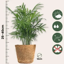 Plant in a Box Set van 3 mini kamerpalmen incl. mandjes - Hoogte 25-40cm - ⌀12cm