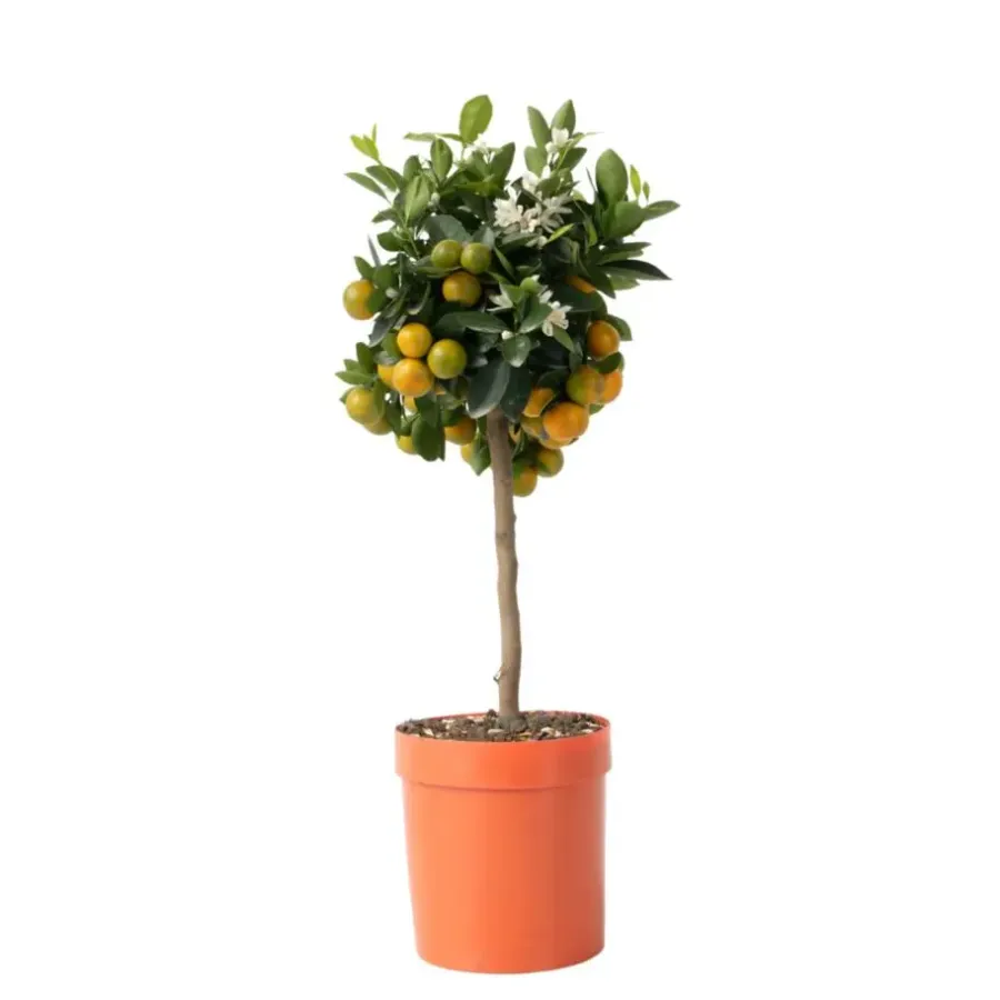 Planten|Tuinplanten-Plant in a Box Sinaasappelboom - Citrus mitis 'Calamondin' - Hoogte 55-65cm - ⌀19cm