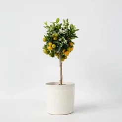 Planten|Tuinplanten-Plant in a Box Sinaasappelboom - Citrus mitis 'Calamondin' - Hoogte 55-65cm - ⌀19cm