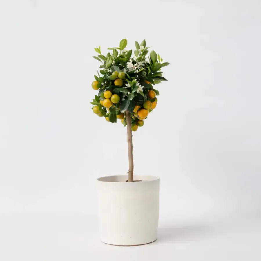 Planten|Tuinplanten-Plant in a Box Sinaasappelboom - Citrus mitis 'Calamondin' - Hoogte 55-65cm - ⌀19cm