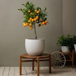 Planten|Tuinplanten-Plant in a Box Sinaasappelboom - Citrus mitis 'Calamondin' - Hoogte 55-65cm - ⌀19cm
