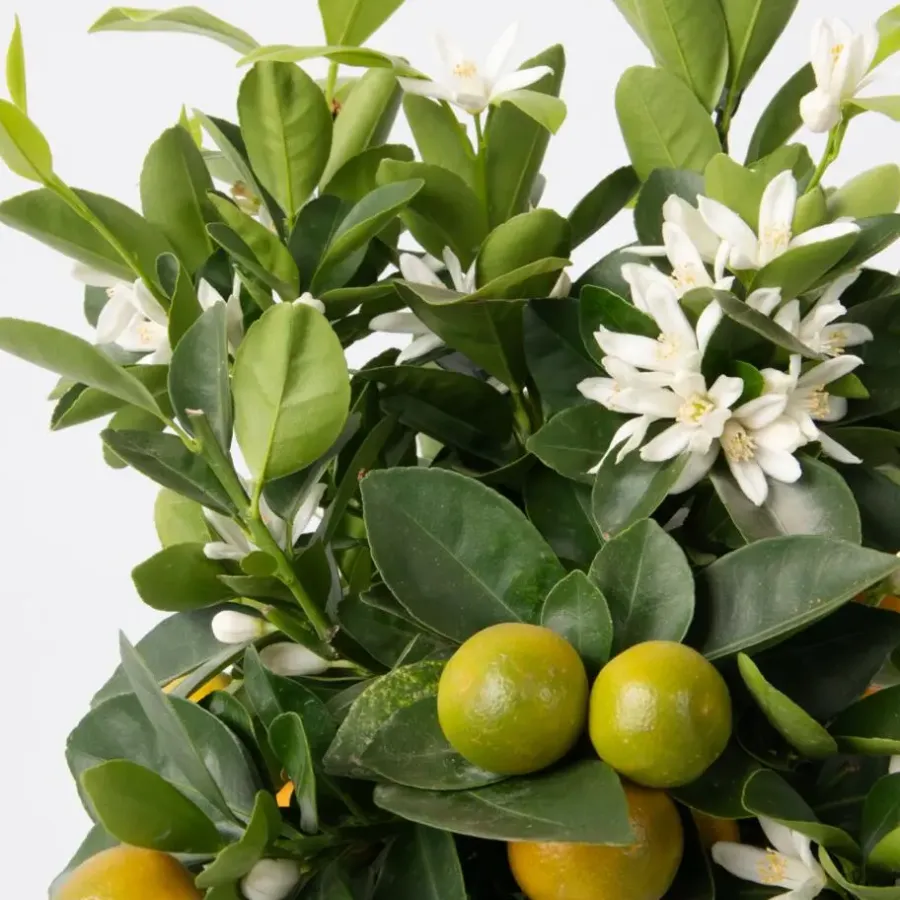 Planten|Tuinplanten-Plant in a Box Sinaasappelboom - Citrus mitis 'Calamondin' - Hoogte 55-65cm - ⌀19cm