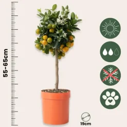 Planten|Tuinplanten-Plant in a Box Sinaasappelboom - Citrus mitis 'Calamondin' - Hoogte 55-65cm - ⌀19cm