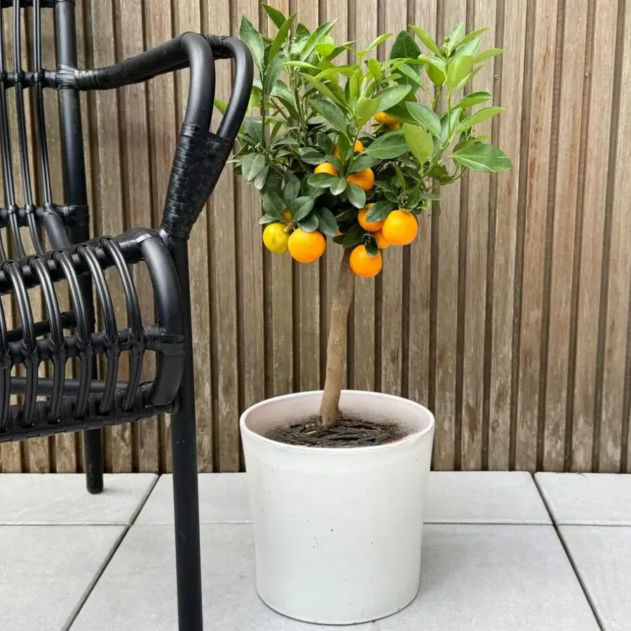 Planten|Tuinplanten-Plant in a Box Sinaasappelboom - Citrus mitis 'Calamondin' - Hoogte 55-65cm - ⌀19cm
