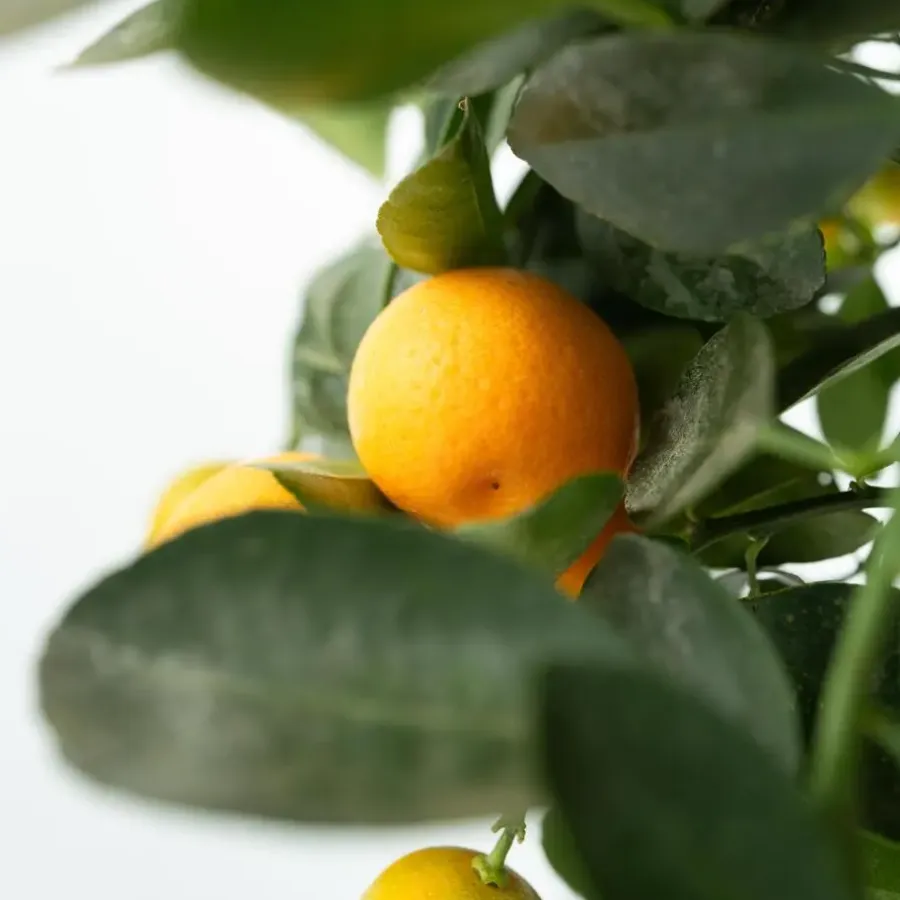 Planten|Tuinplanten-Plant in a Box Sinaasappelboom - Citrus mitis 'Calamondin' - Hoogte 55-65cm - ⌀19cm