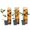 Planten|Tuinplanten-Plant in a Box Sinaasappelboom - Set van 3 - Citrus mitis Calamondin - Hoogte 25-40cm - ⌀9cm