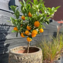 Planten|Tuinplanten-Plant in a Box Sinaasappelboom - Set van 3 - Citrus mitis Calamondin - Hoogte 25-40cm - ⌀9cm