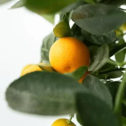 Planten|Tuinplanten-Plant in a Box Sinaasappelboom - Set van 3 - Citrus mitis Calamondin - Hoogte 25-40cm - ⌀9cm