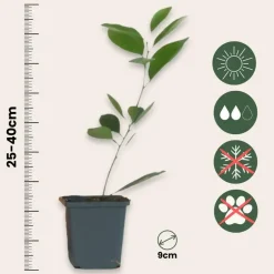 Planten|Tuinplanten-Plant in a Box Sinaasappelboom - Set van 3 - Citrus mitis Calamondin - Hoogte 25-40cm - ⌀9cm