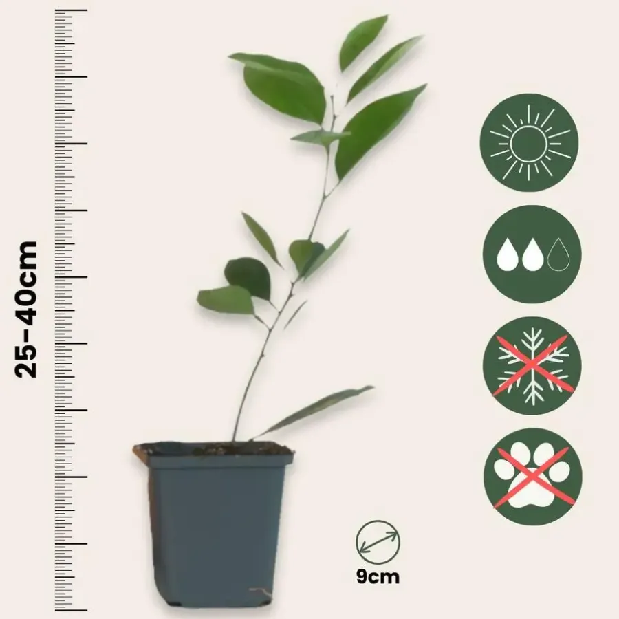 Planten|Tuinplanten-Plant in a Box Sinaasappelboom - Set van 3 - Citrus mitis Calamondin - Hoogte 25-40cm - ⌀9cm