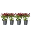 Plant in a Box Skimmia - Set van 4 - Skimmia japonica 'Rubella' - Hoogte 35-45cm - ⌀15cm