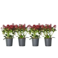Plant in a Box Skimmia - Set van 4 - Skimmia japonica 'Rubella' - Hoogte 35-45cm - ⌀15cm