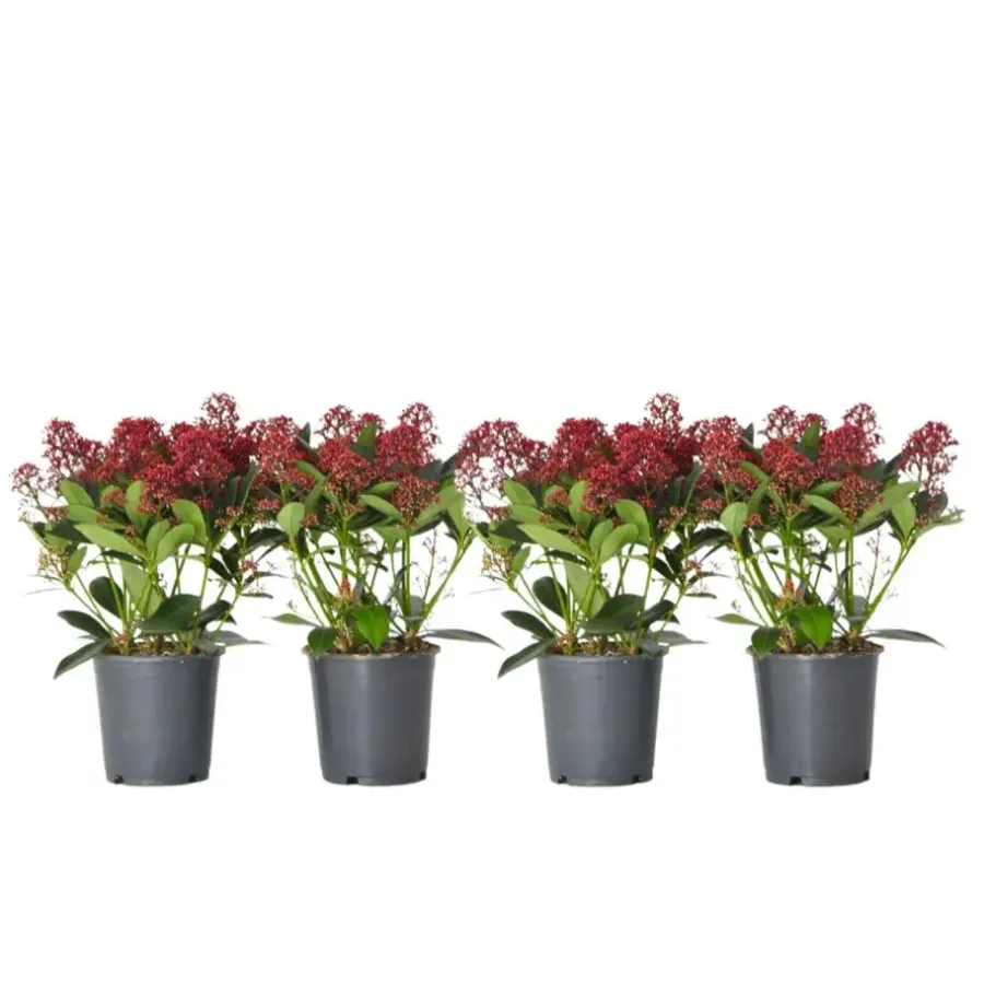 Plant in a Box Skimmia - Set van 4 - Skimmia japonica 'Rubella' - Hoogte 35-45cm - ⌀15cm