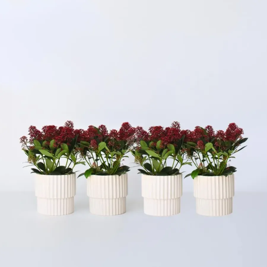 Plant in a Box Skimmia - Set van 4 - Skimmia japonica 'Rubella' - Hoogte 35-45cm - ⌀15cm