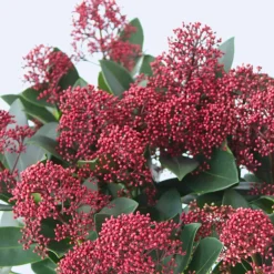 Plant in a Box Skimmia - Set van 4 - Skimmia japonica 'Rubella' - Hoogte 35-45cm - ⌀15cm