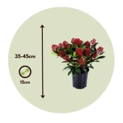 Plant in a Box Skimmia - Set van 4 - Skimmia japonica 'Rubella' - Hoogte 35-45cm - ⌀15cm