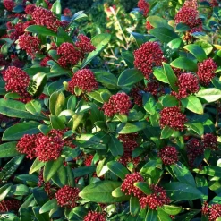 Plant in a Box Skimmia - Set van 4 - Skimmia japonica 'Rubella' - Hoogte 35-45cm - ⌀15cm