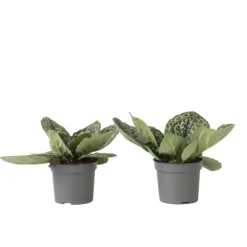 Plant in a Box Spiraalvrucht - 2 Stuks - Streptocarpus 'Pretty Turtle' - Hoogte 25-35cm - ⌀13cm
