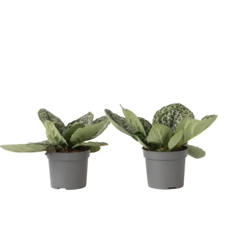 Plant in a Box Spiraalvrucht - 2 Stuks - Streptocarpus 'Pretty Turtle' - Hoogte 25-35cm - ⌀13cm