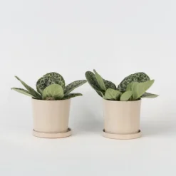 Plant in a Box Spiraalvrucht - 2 Stuks - Streptocarpus 'Pretty Turtle' - Hoogte 25-35cm - ⌀13cm