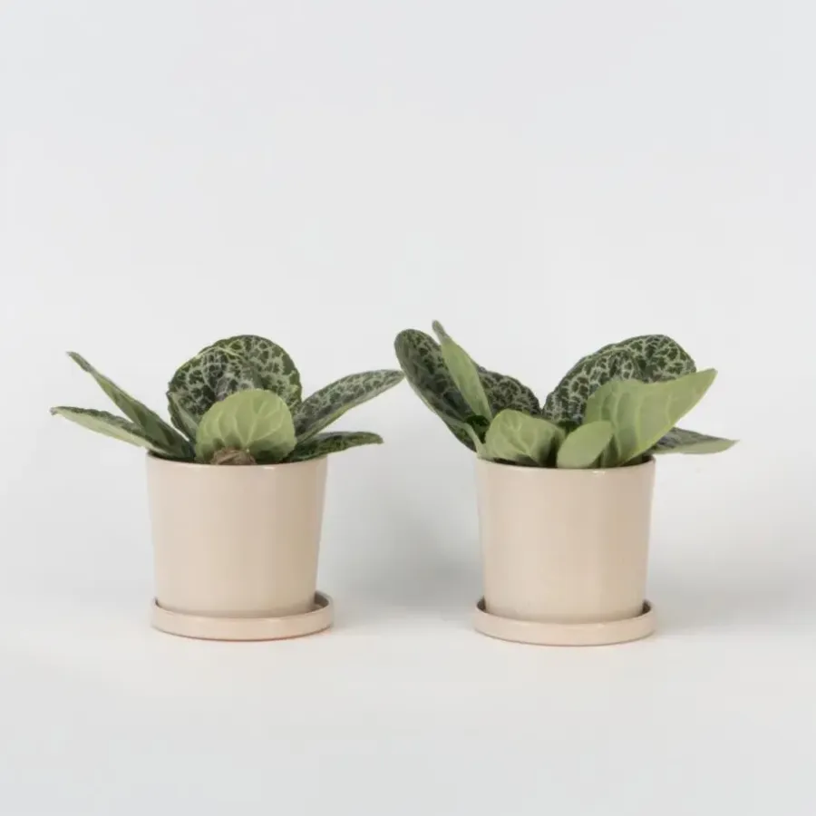 Plant in a Box Spiraalvrucht - 2 Stuks - Streptocarpus 'Pretty Turtle' - Hoogte 25-35cm - ⌀13cm